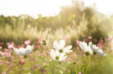 Cosmos  flowers  in the field of Lumphun province countryside Thailand