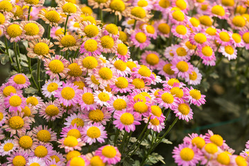 Flowers, flowers chrysanthemum, Chrysanthemum wallpaper 