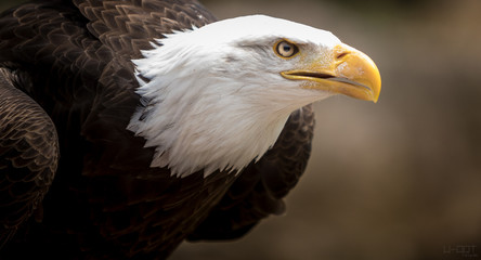 Weißkopfseeadler