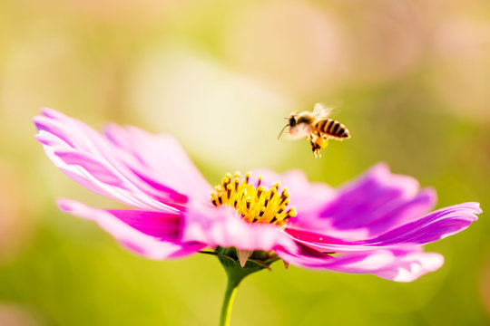 Cosmos flower and bee in the field of Lumphun province countryside Thailand