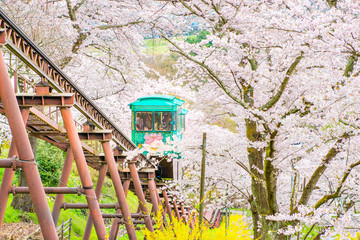 Japan - April 12, 2019 : Thousands of Sukura Trees Tunnel in 
 Funaoka Castle Ruins Park fully blooming in mid April, One of most famous tourist destination for sakura sightseeing in Miyagi, Sendai