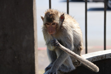 Crab-eating Macaque monkey sitting on the mouth wide oval pottery water bowl.