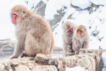 Snow Monkeys in Winter at Jigokudani Snow Monkey Park, Nagano, Japan