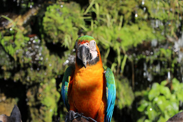 Macaw bird perched on the dry timber with nature background. It is a large long-tailed parrot with brightly colored plumage, native to Central and South America.