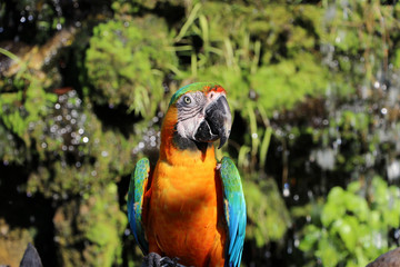 Macaw bird perched on the dry timber with nature background. It is a large long-tailed parrot with brightly colored plumage, native to Central and South America.