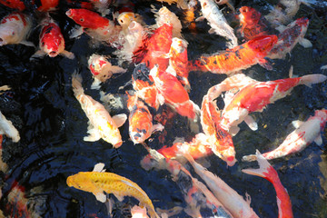 Movement of many colorful Carp fish in the water. Background of fancy fish all of the frame.
