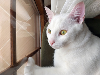 Portrait of Pure White Cat with blue eyes on Isolated Background, front view