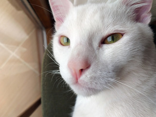 Portrait of Pure White Cat with blue eyes on Isolated Background, front view