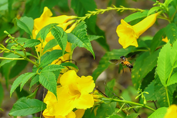 Bee eating pollen from cascabela thevetia on a nature background.