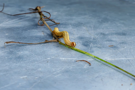 The caterpillar is walking on the grass on metal background.