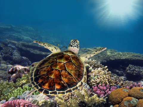 Green sea turtle