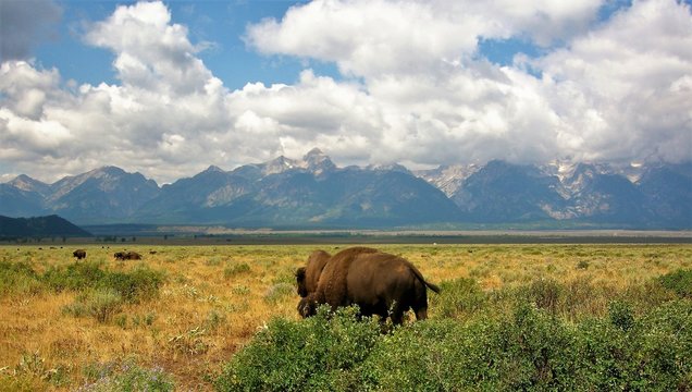 Buffelo on a meadow in Teton National Park