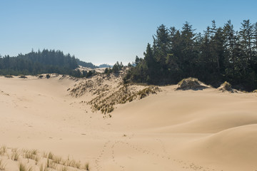 A sand hill from a high point of view over the Oregon dunes