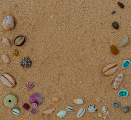 Fototapeta na wymiar Colorful seashells on sand. Sea summer vacation background with space for the text
