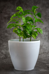 Lemon tree in a white pot on grey background