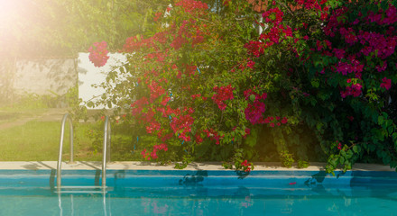 Swimming pool with flowers 