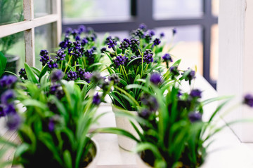 Flowers of plastic of intense colors to decorate the home.