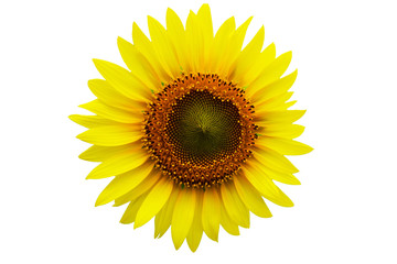 Fototapeta premium Słonecznik biały