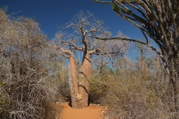 Paysage avec Adansonia grandidieri baobab dans le parc national de Reniala, Toliara, Madagascar