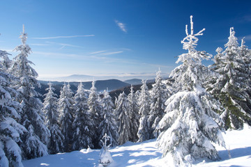 Panorama vom verschneiten Winterwald mit Sonne