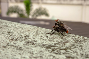 The flies mixing on the cement floor 