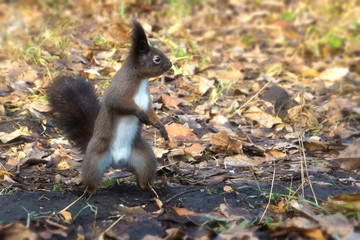 squirrel in the park close up