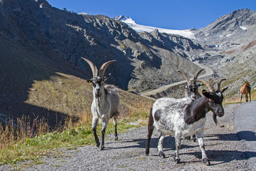 Ziegen im Rettenbachtal in Tirol
