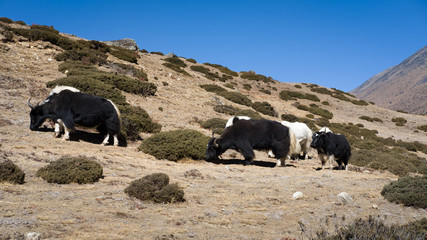 mountain yaks