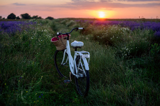  Classical Bicycle On A Lavender Field