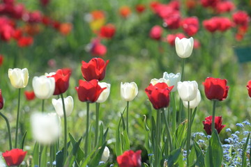 Fototapeta na wymiar Rote und weiße Tulpen
