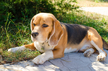 beagle dog