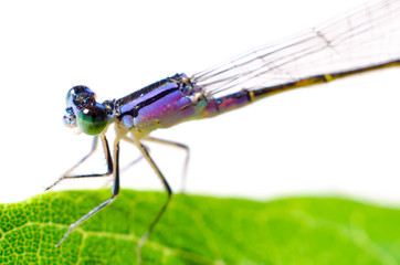 dragonfly