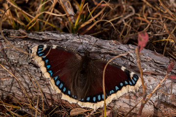 mourning cloak