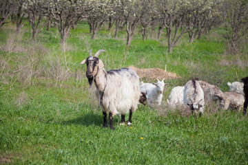 a herd of goats graze in the garden on the farm
