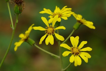 Farfugium japonicum (Japanese silver leaf)