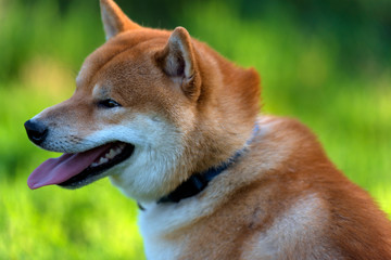 Shiba Inu;  dog