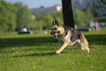 Eastern European Sheepdog runs