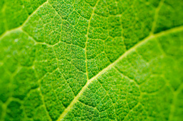 green leaf