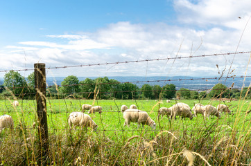 Lambs grazing in the countryside behind a barbed wire fence in the Cotswold, England