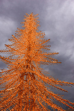 Decorated Real Christmas Tree Outside With Lights