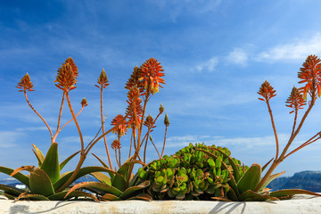 Aloe auf Santorini in Griechenland