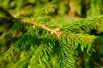 pine tree