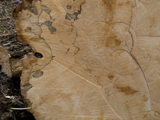 texture spilinnogo tree in the forest