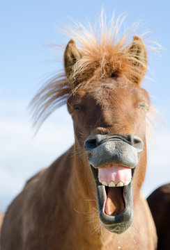 Lachendes Pferd