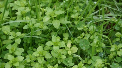 background of green leaves