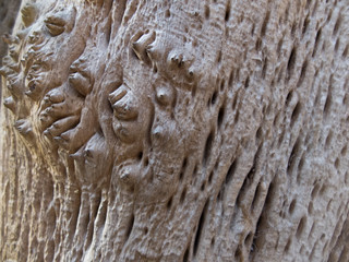 Fototapeta na wymiar texture of an old exotic tree in the forest