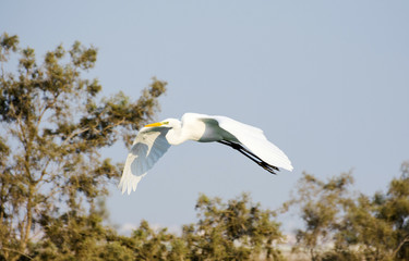 After hunting, Flamingo going to his nest. 