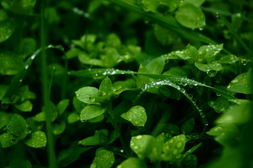 water drops on green leaf