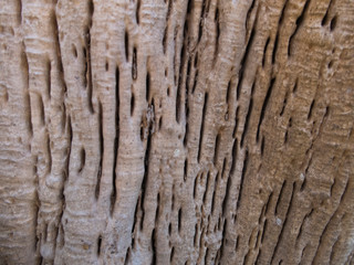 texture of an old exotic tree in the forest, the root of the trunk.old tree bark close up