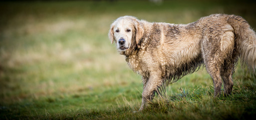 The Golden Retriever